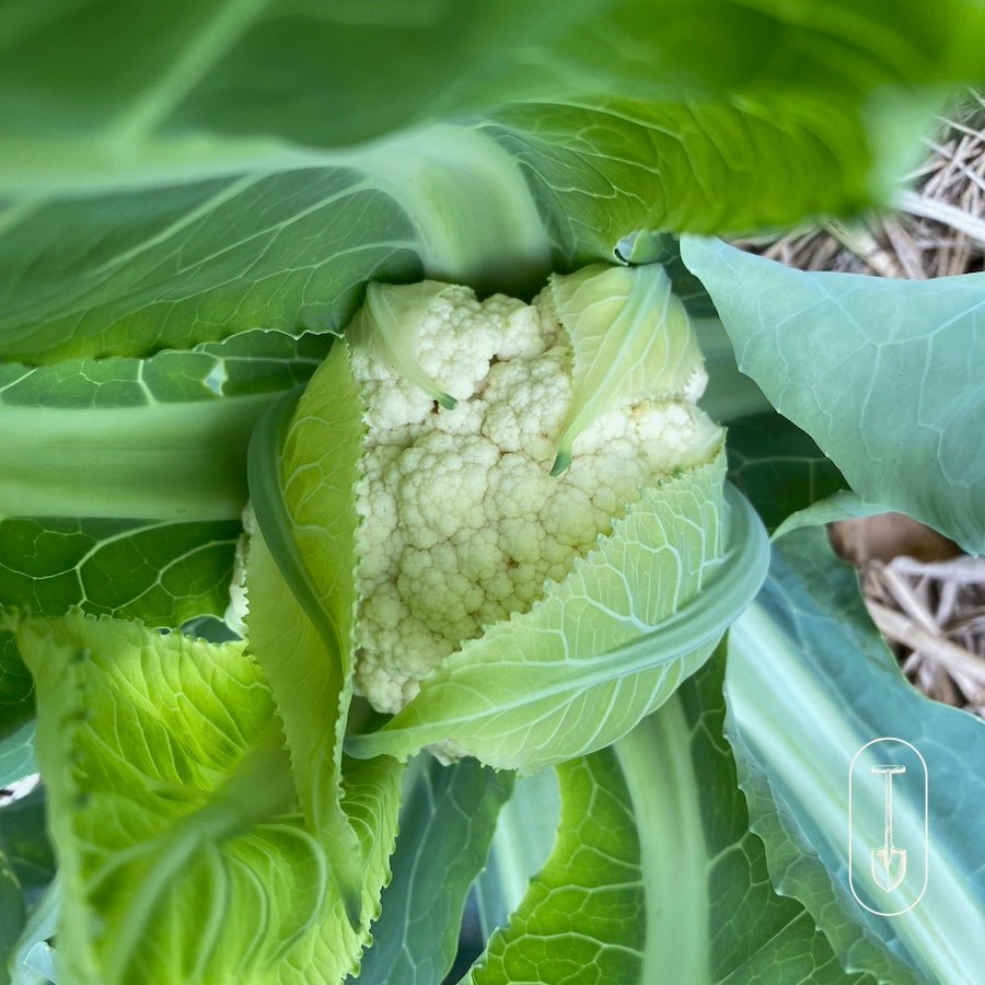 Urban Farm Seed Collection - Taiga Farm & Seed