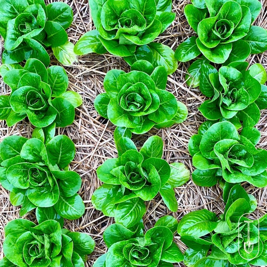 Taiga Farm and Seed Baby Romaine Lettuce