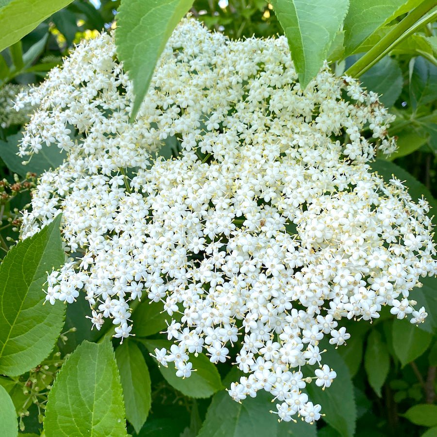 Wyldewood Elderberry - Taiga Farm & Seed