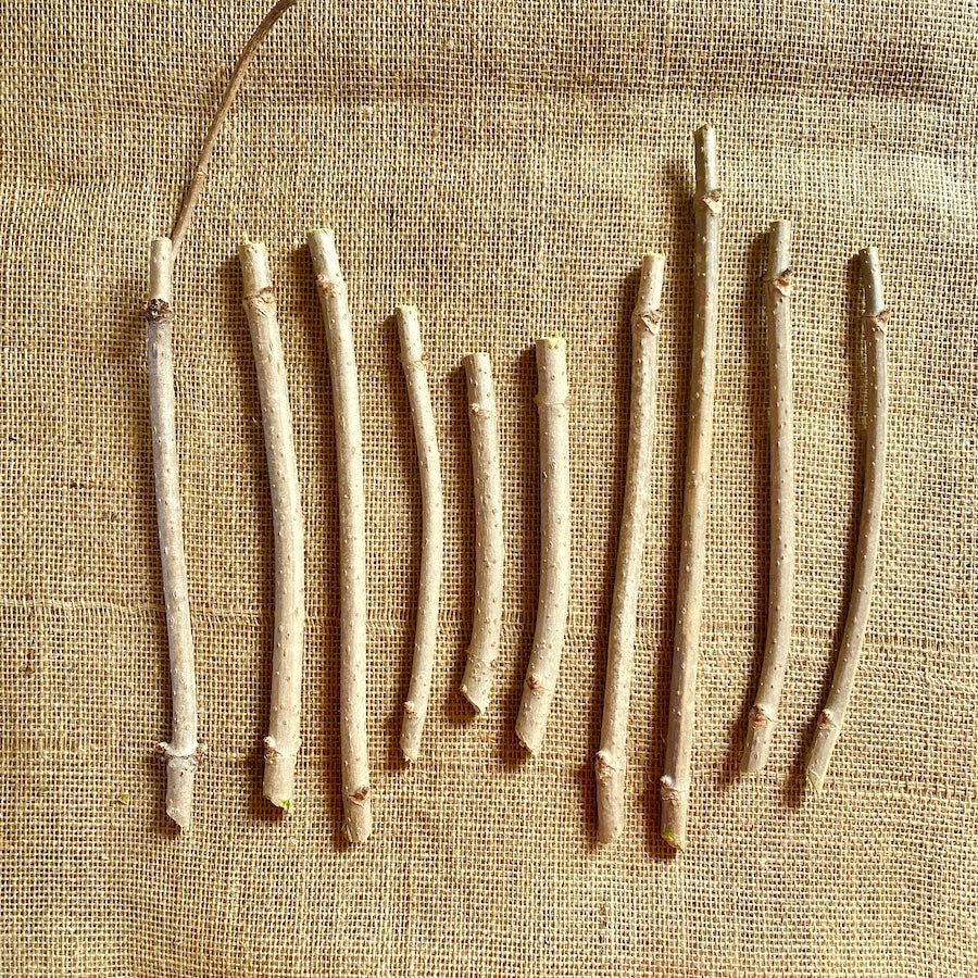 York Elderberry - Taiga Farm & Seed