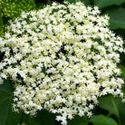 York Elderberry - Taiga Farm & Seed