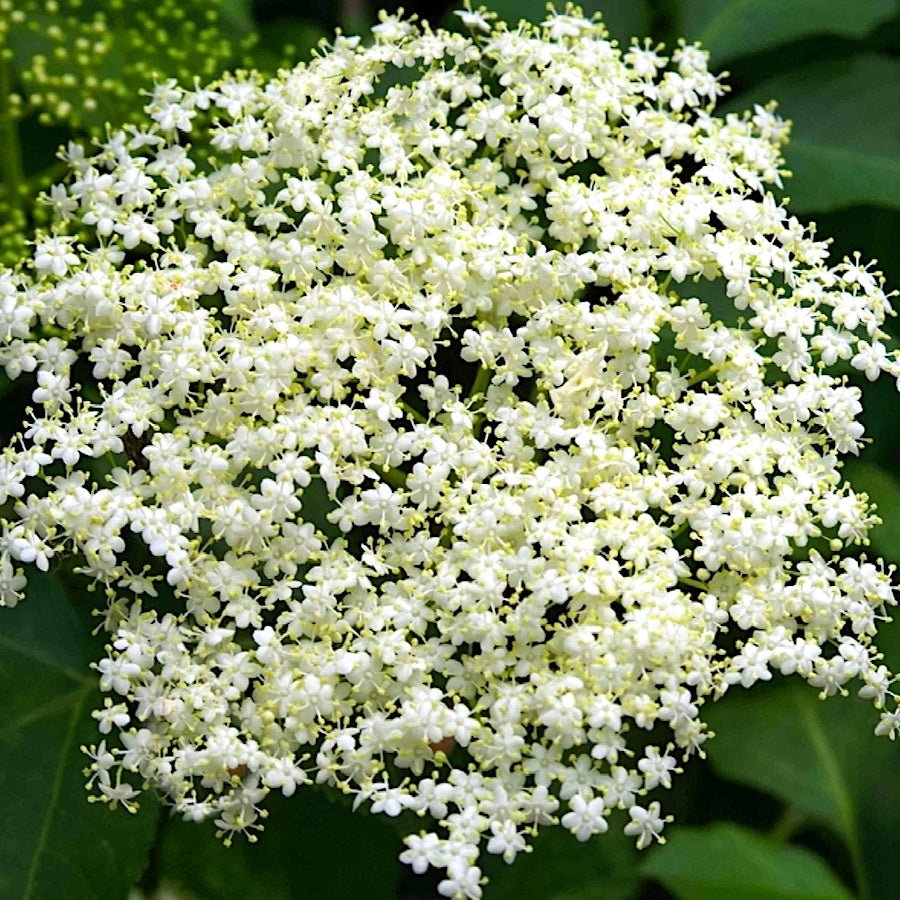 York Elderberry - Taiga Farm & Seed