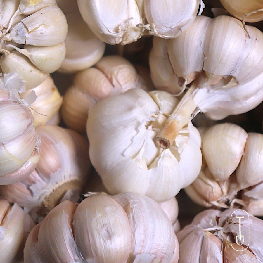 Zemo Certified Organic Garlic - Taiga Farm & Seed